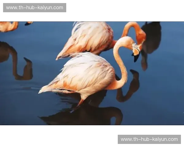 爵士乘风破浪，鹈鹕蓄势待发：一场不容错过的巅峰对决